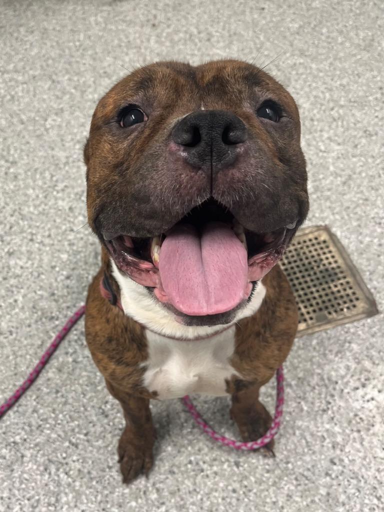 Bentley, Adopted, Young Male Terrier.