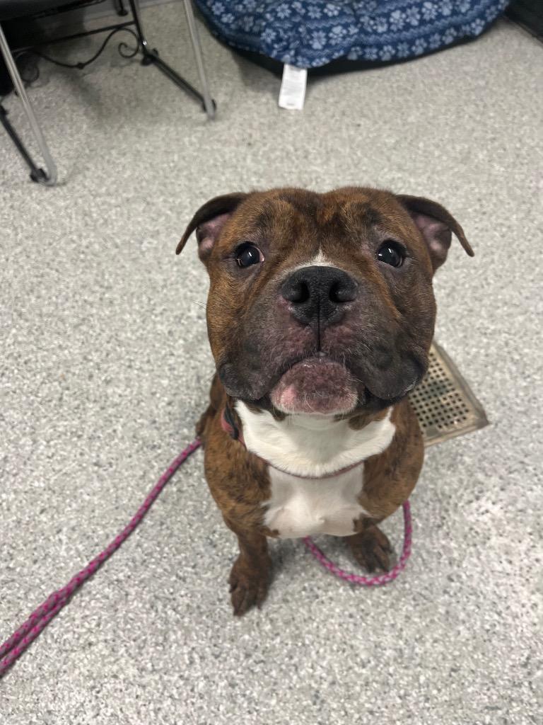 Enlarge Bentley, a Adopted Terrier in Auburn, IN image 2/5