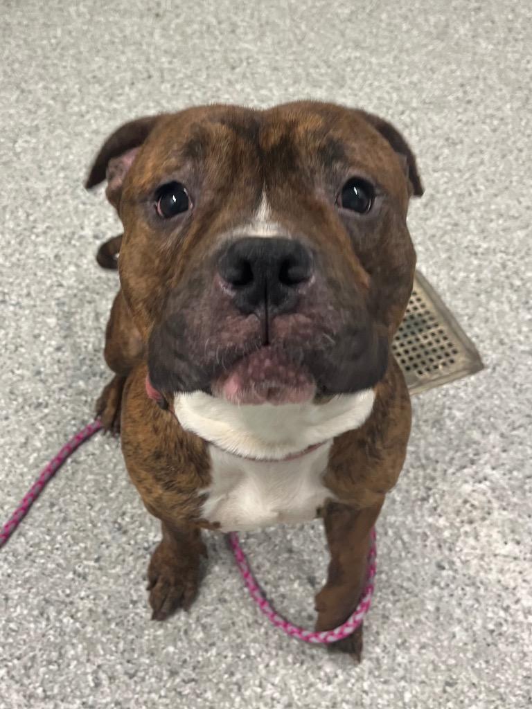 Enlarge Bentley, a Adopted Terrier in Auburn, IN image 3/5