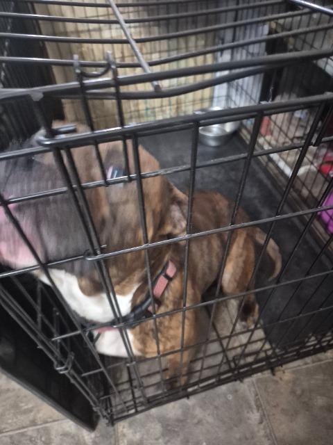 Enlarge Bentley, a Adopted Terrier in Auburn, IN image 4/5