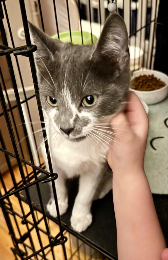 Mr. Mistoffelees, Adoptable, Young Male American Shorthair.