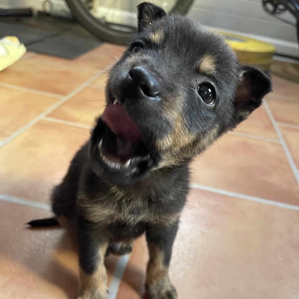 Enlarge Henry, a Adoptable mixed breed in Durham, NC image 1/5