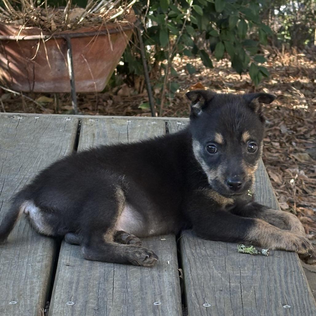 Enlarge Henry, a Adoptable mixed breed in Durham, NC image 2/5