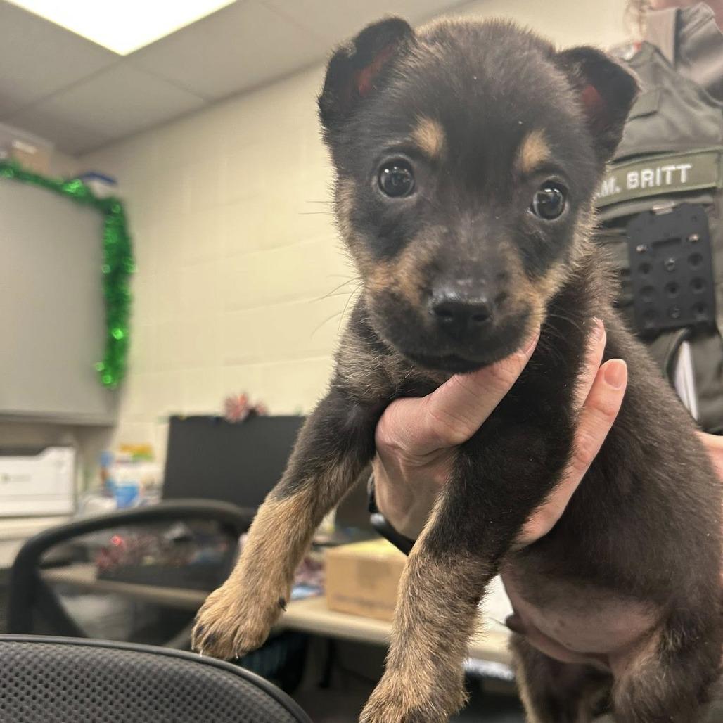 Enlarge Henry, a Adoptable mixed breed in Durham, NC image 3/5