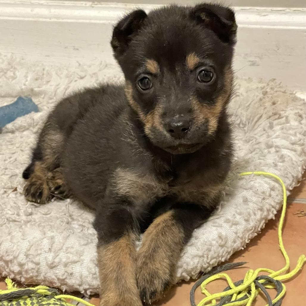 Enlarge Henry, a Adoptable mixed breed in Durham, NC image 4/5
