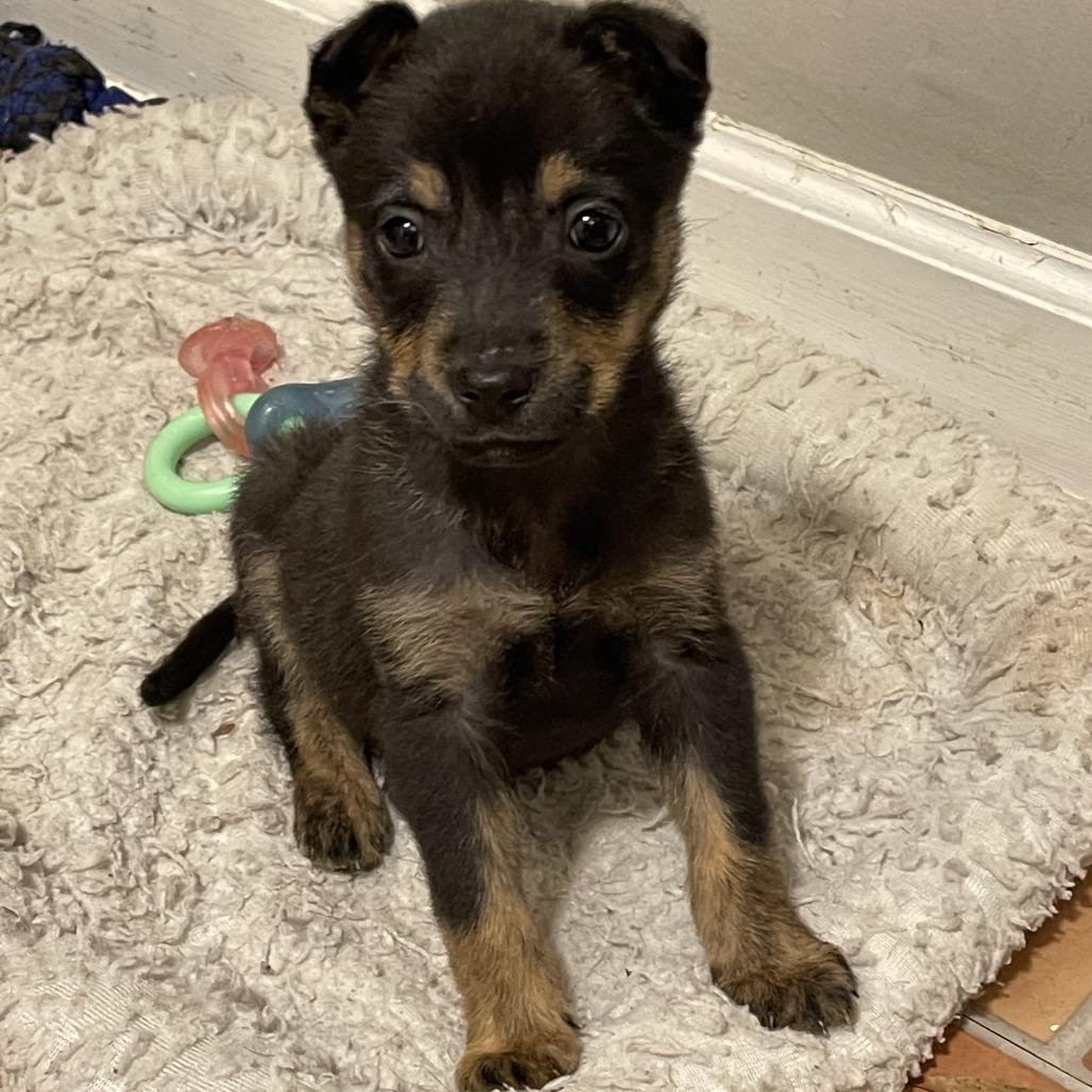 Enlarge Henry, a Adoptable mixed breed in Durham, NC image 5/5