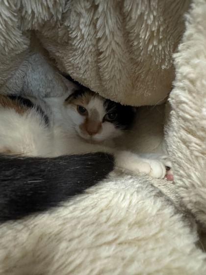 Thunder, Adoptable, Adult Female Domestic Short Hair & Domestic Short Hair.