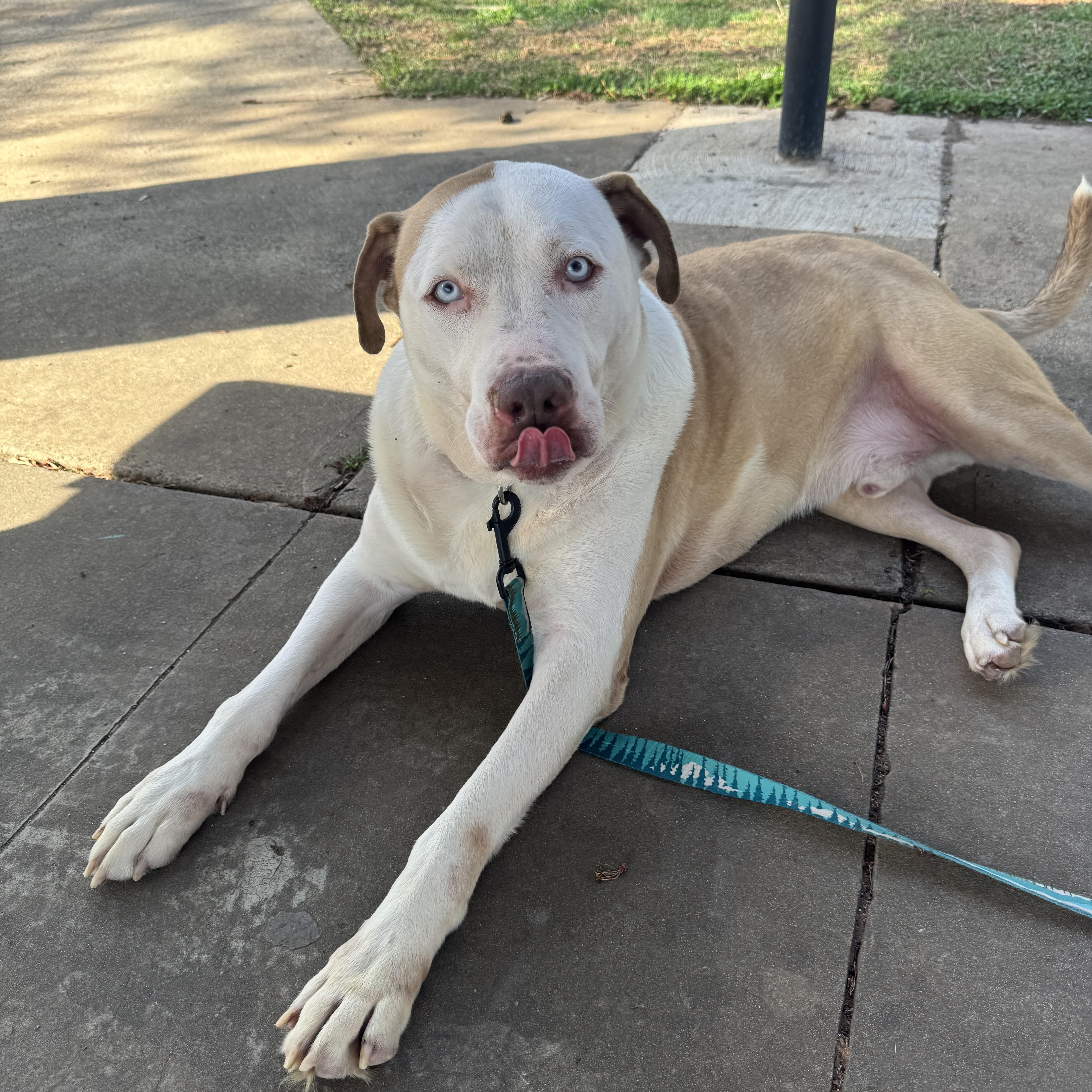 Enlarge Breylan, an adopted mixed breed in Huntersville , NC image 1/4