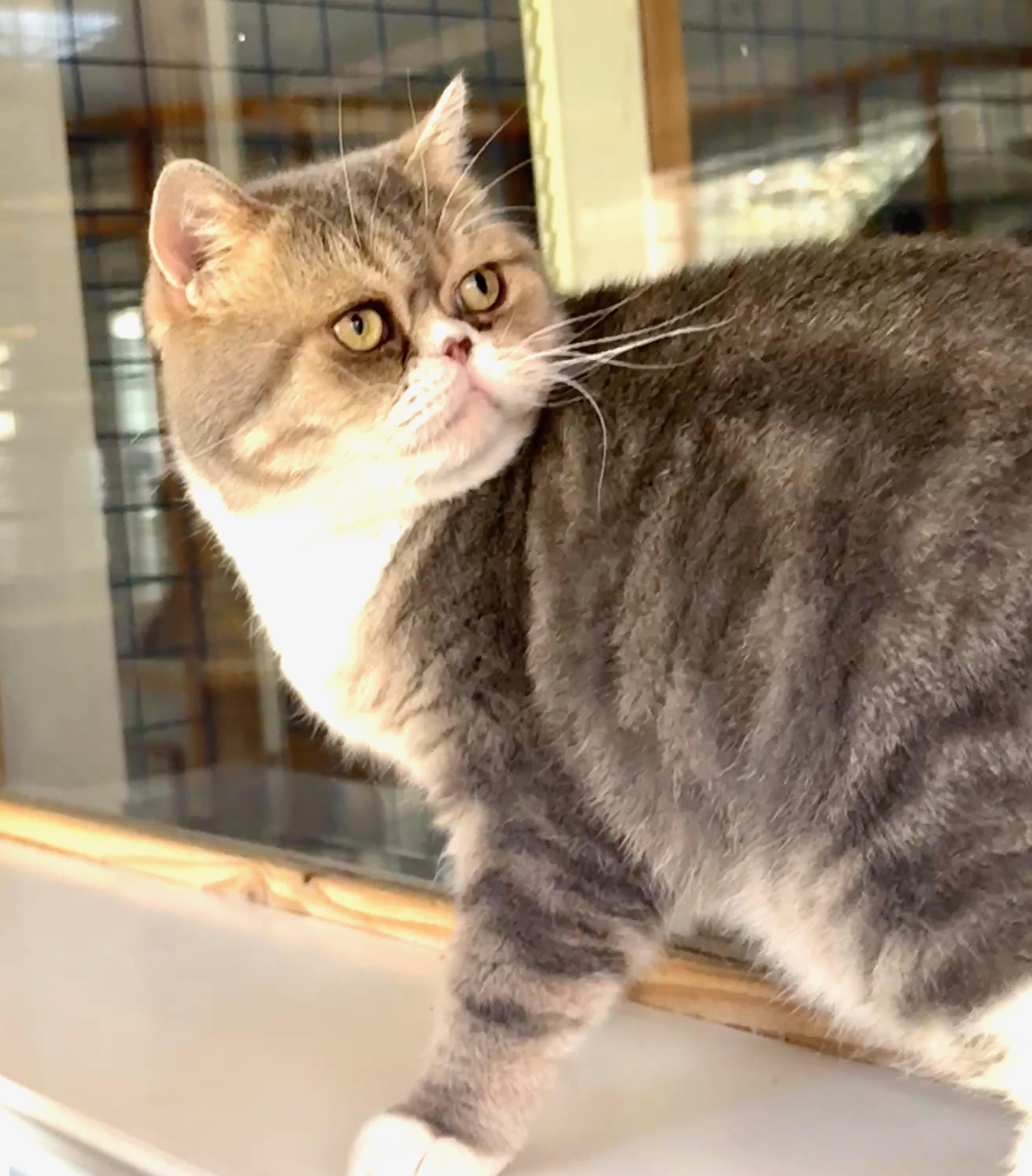 Enlarge Leo, a Adopted Scottish Fold in Davis, CA image 2/3