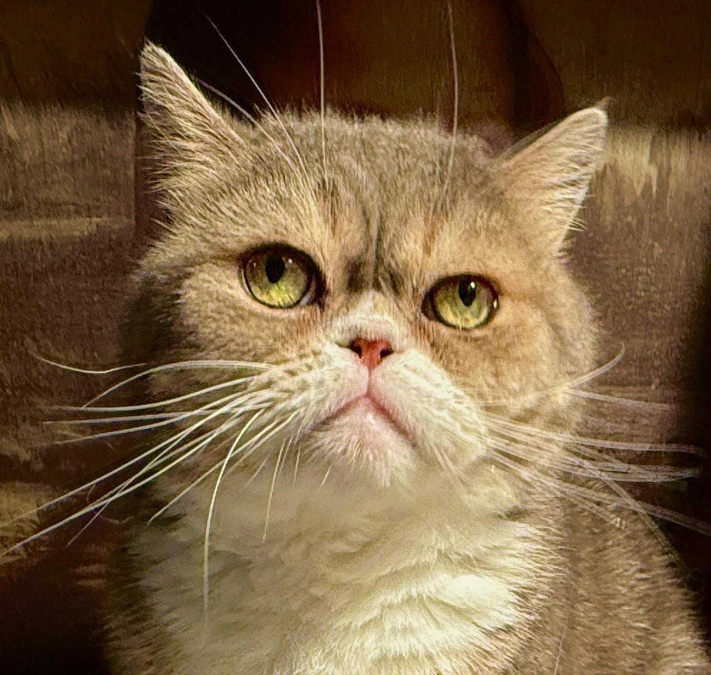 Leo, Adopted, Adult Male Scottish Fold.