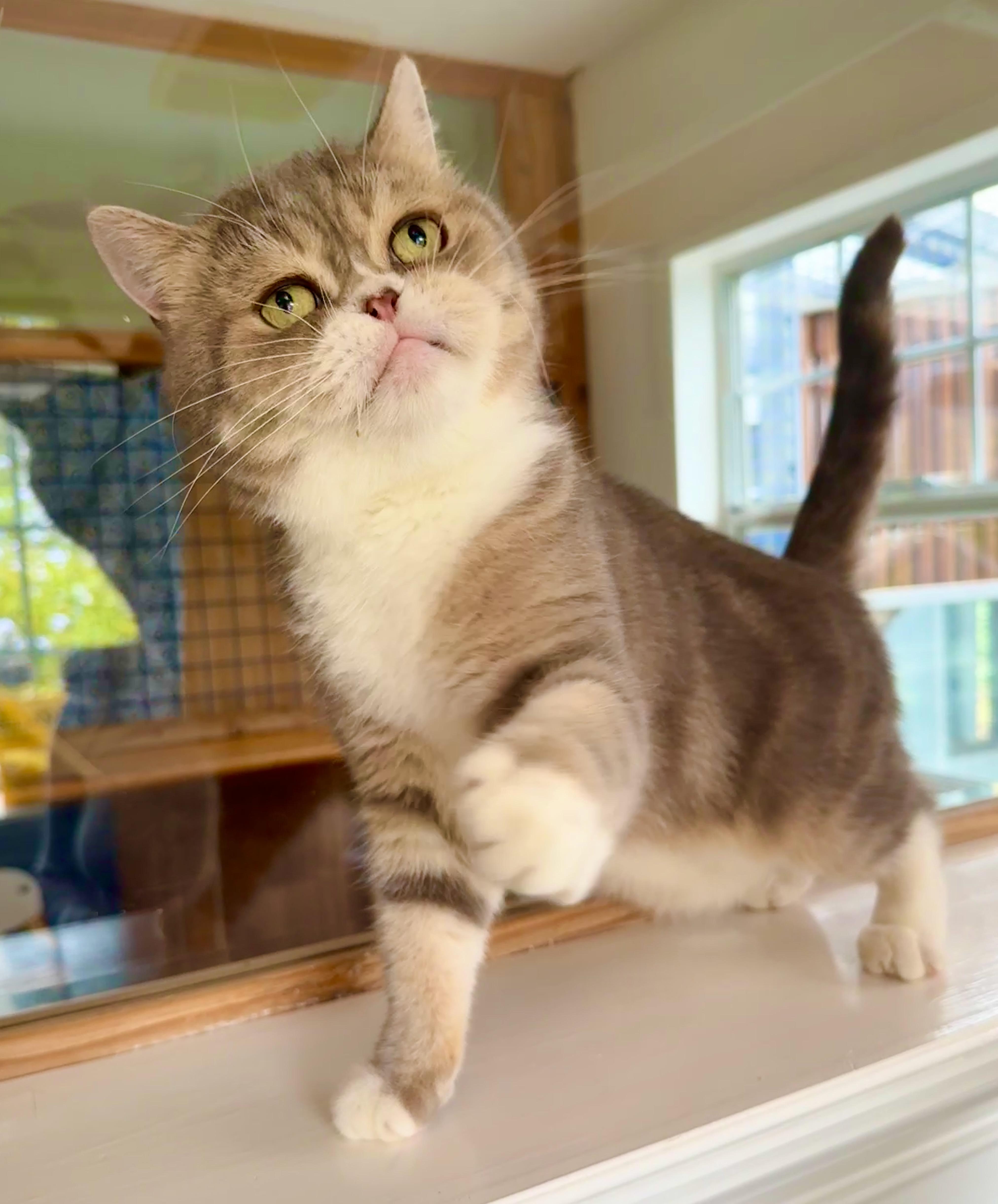 Enlarge Leo, a Adopted Scottish Fold in Davis, CA image 3/3