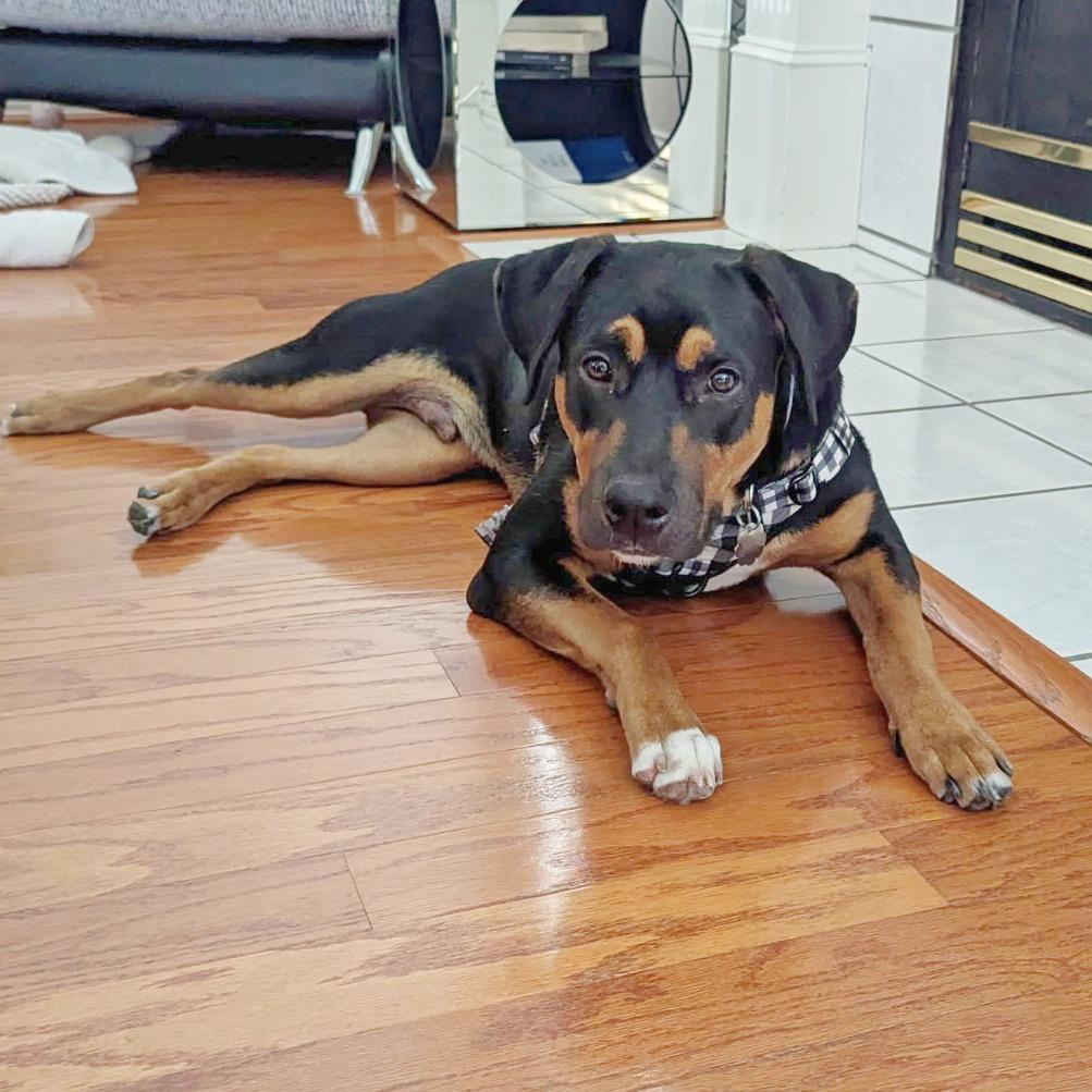 Enlarge Tito, a Adoptable mixed breed in Flower Mound, TX image 2/3