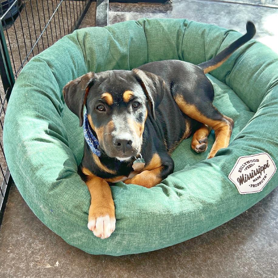 Tito, Adoptable, Puppy Male Black and Tan Coonhound & Mixed Breed.
