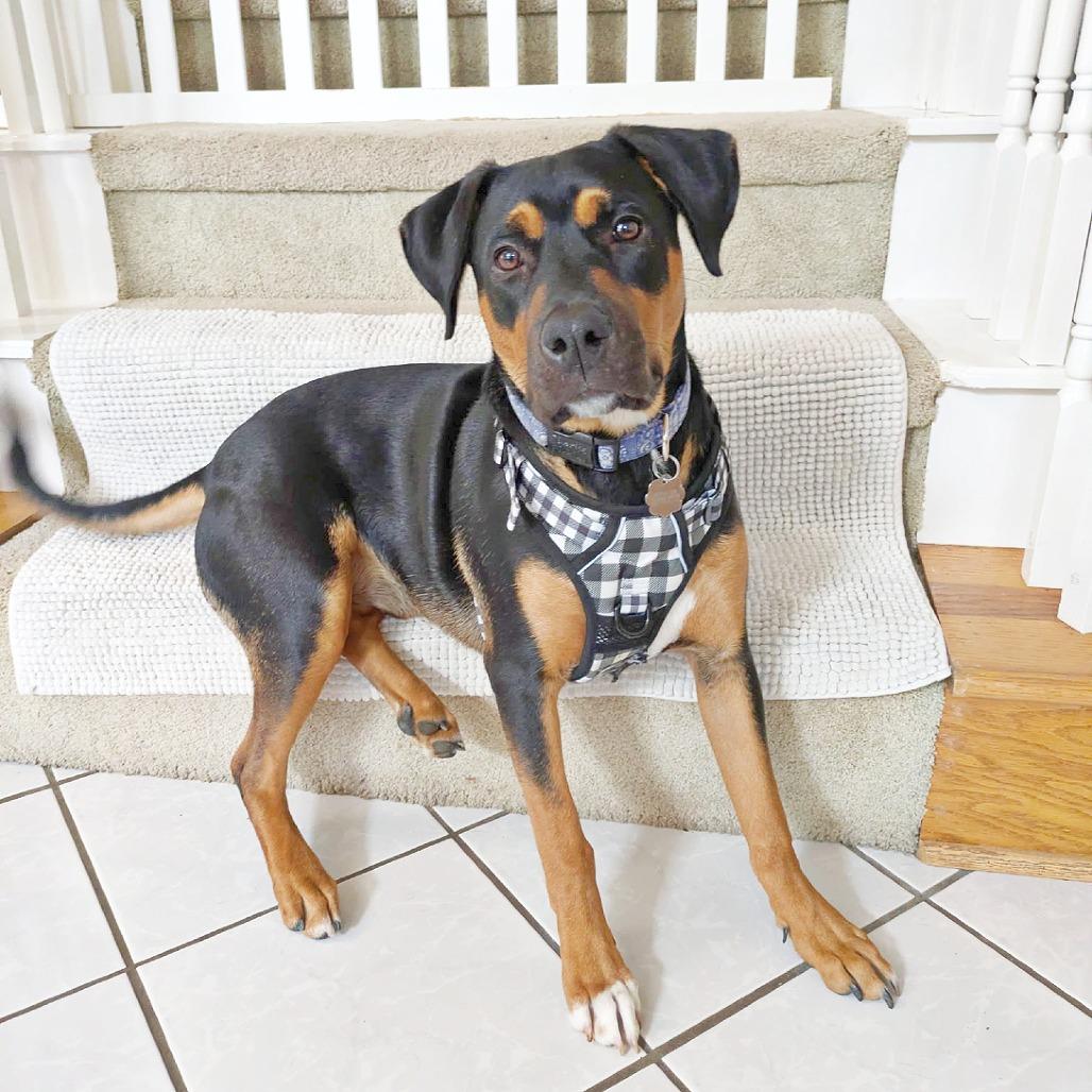 Tito, Adoptable, Young Male Black and Tan Coonhound & Mixed Breed.