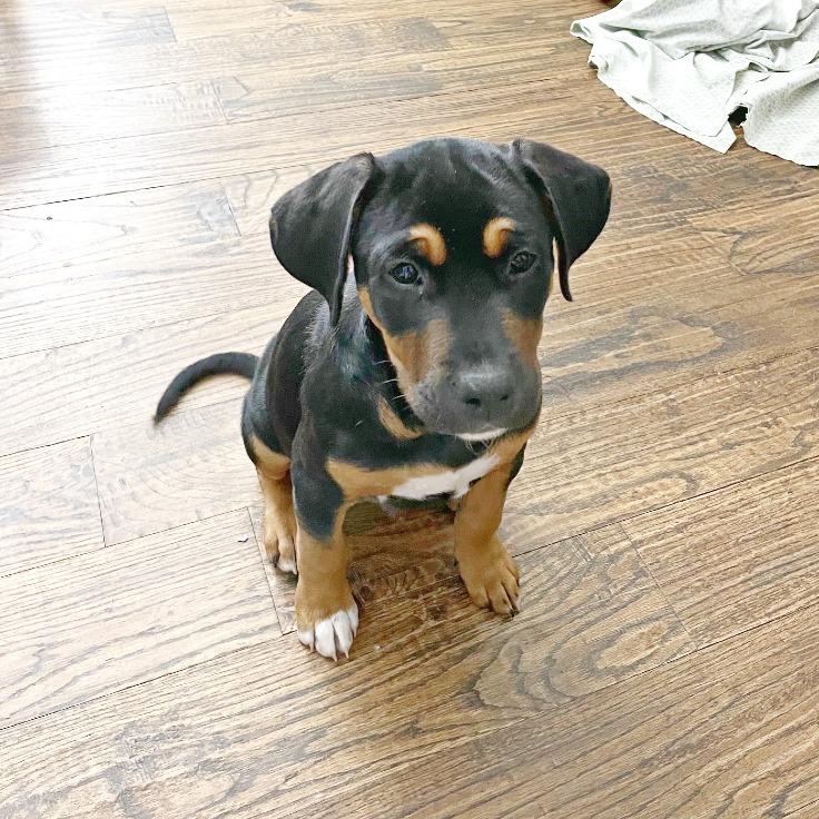 Tito, a Adoptable mixed breed in Flower Mound, TX image 2/4