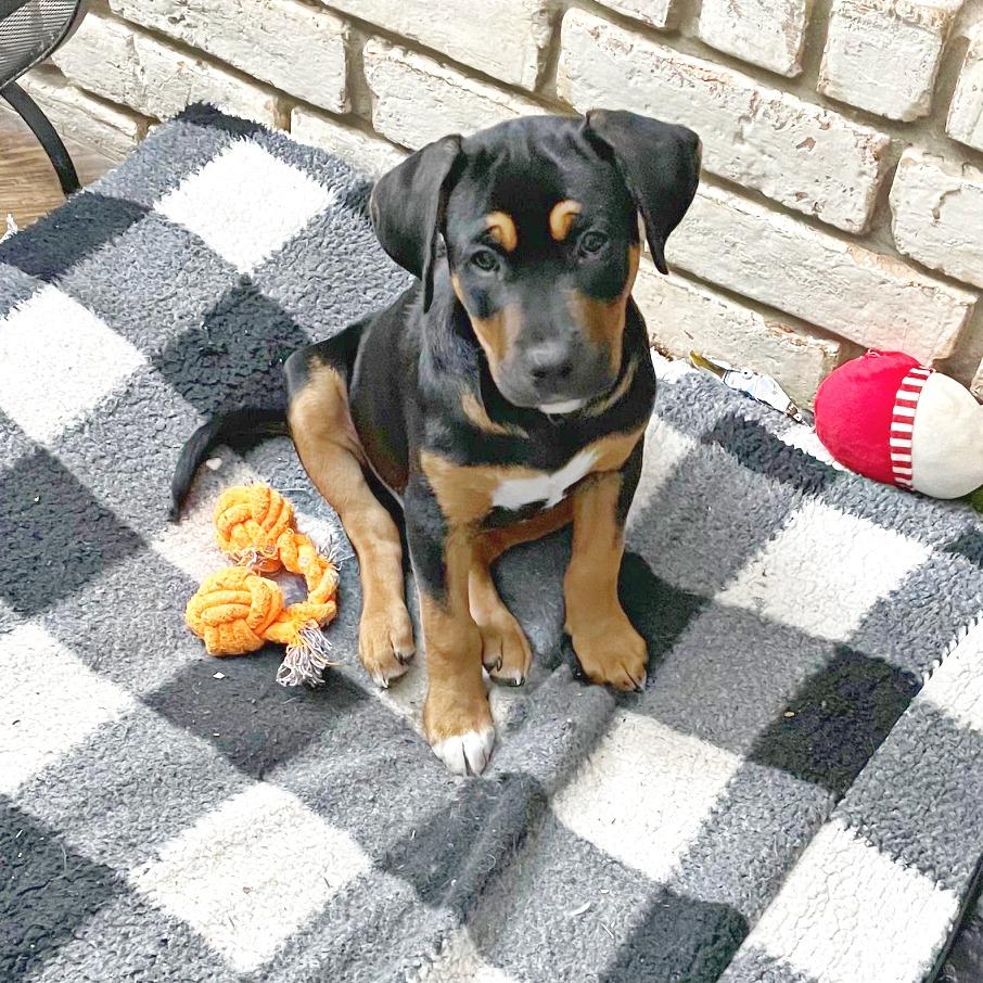 Tito, a Adoptable mixed breed in Flower Mound, TX image 3/4