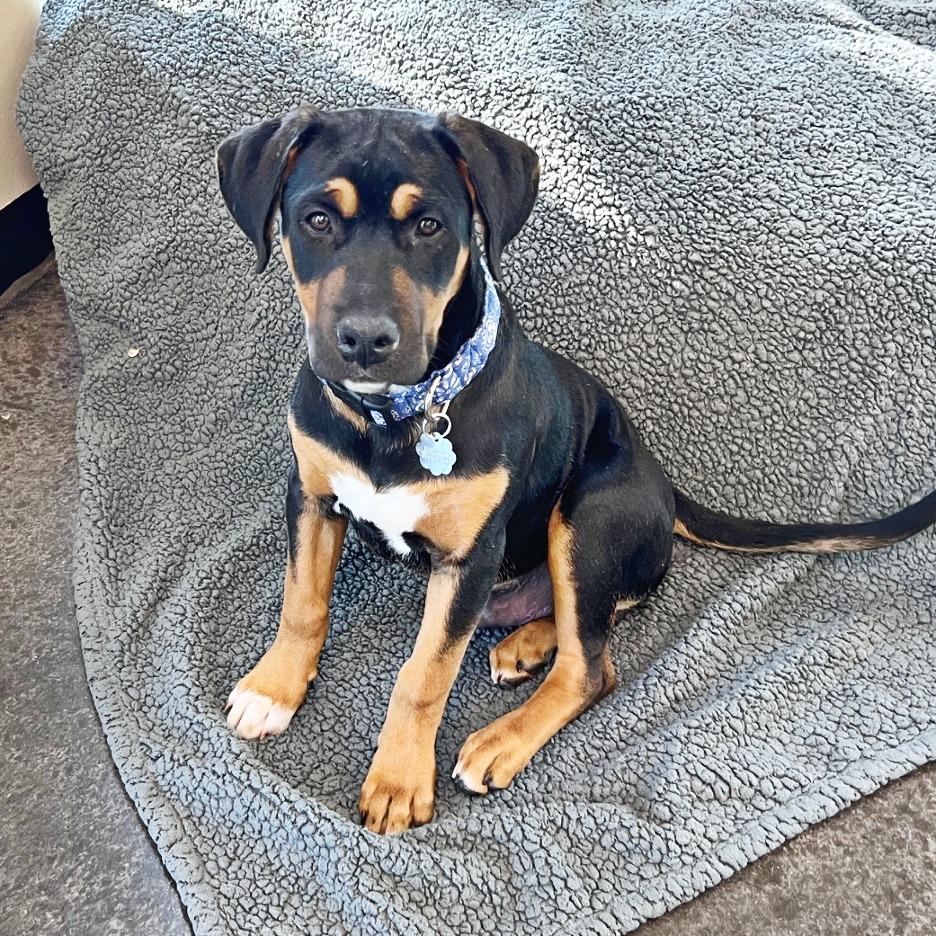 Tito, a Adoptable mixed breed in Flower Mound, TX image 4/4