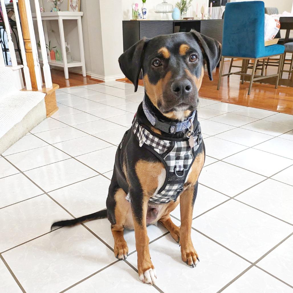 Enlarge Tito, a Adoptable mixed breed in Flower Mound, TX image 3/3