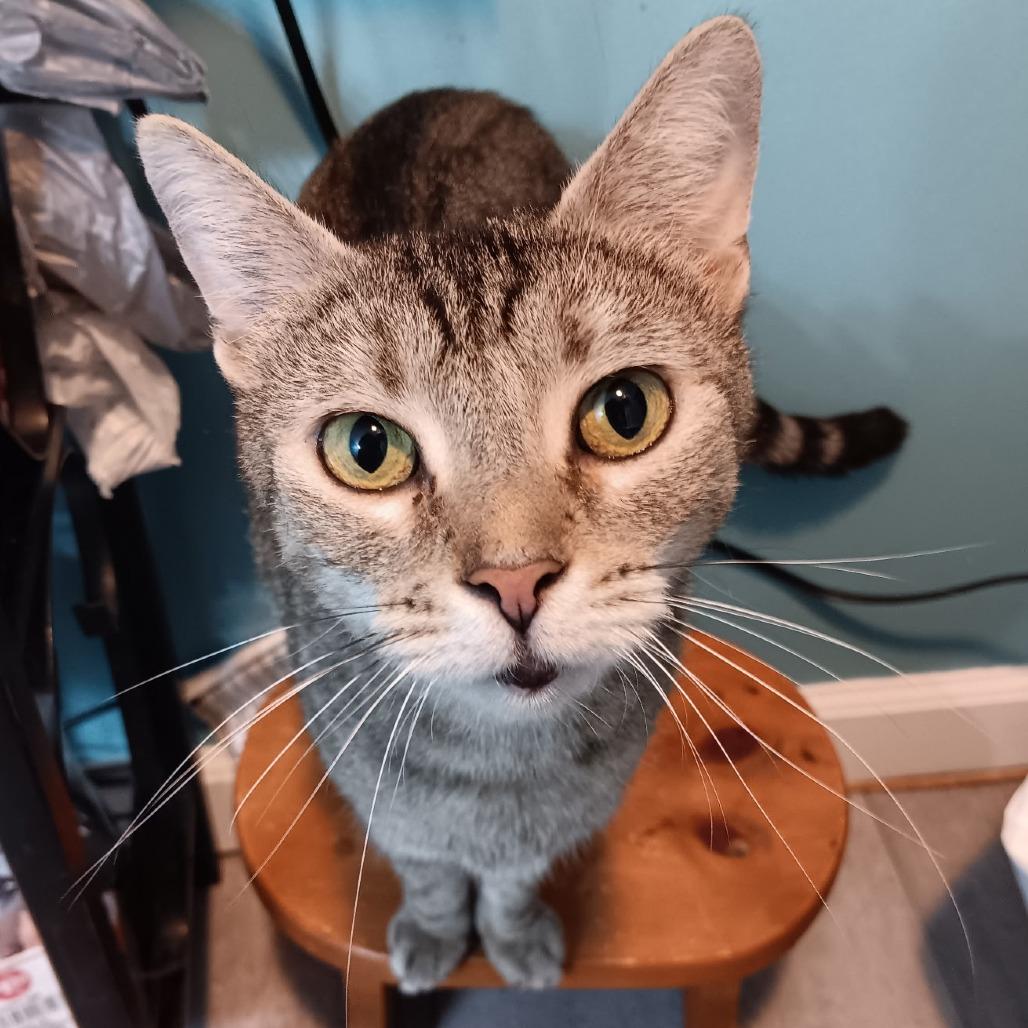 Enlarge Chloee, a Adoptable American Shorthair in Lima, OH image 1/4