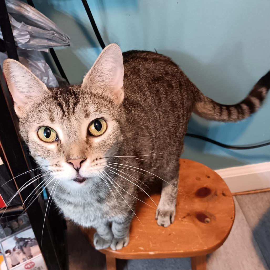 Enlarge Chloee, a Adoptable American Shorthair in Lima, OH image 2/4