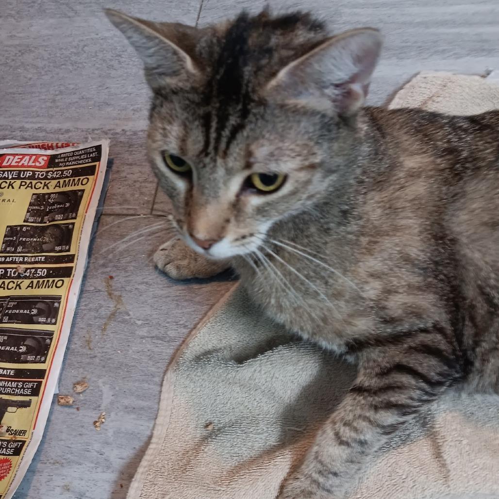 Enlarge Chloee, a Adoptable American Shorthair in Lima, OH image 3/4