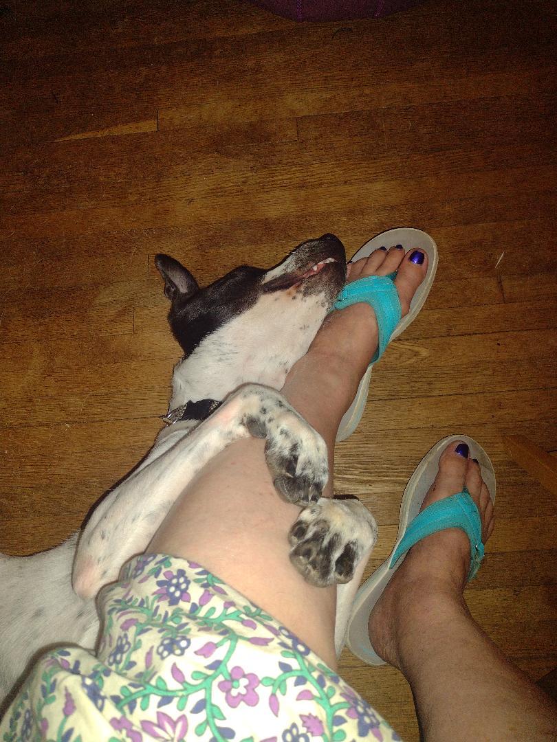 Birdie (TN), a Adoptable mixed breed in Chattanooga, TN image 2/4