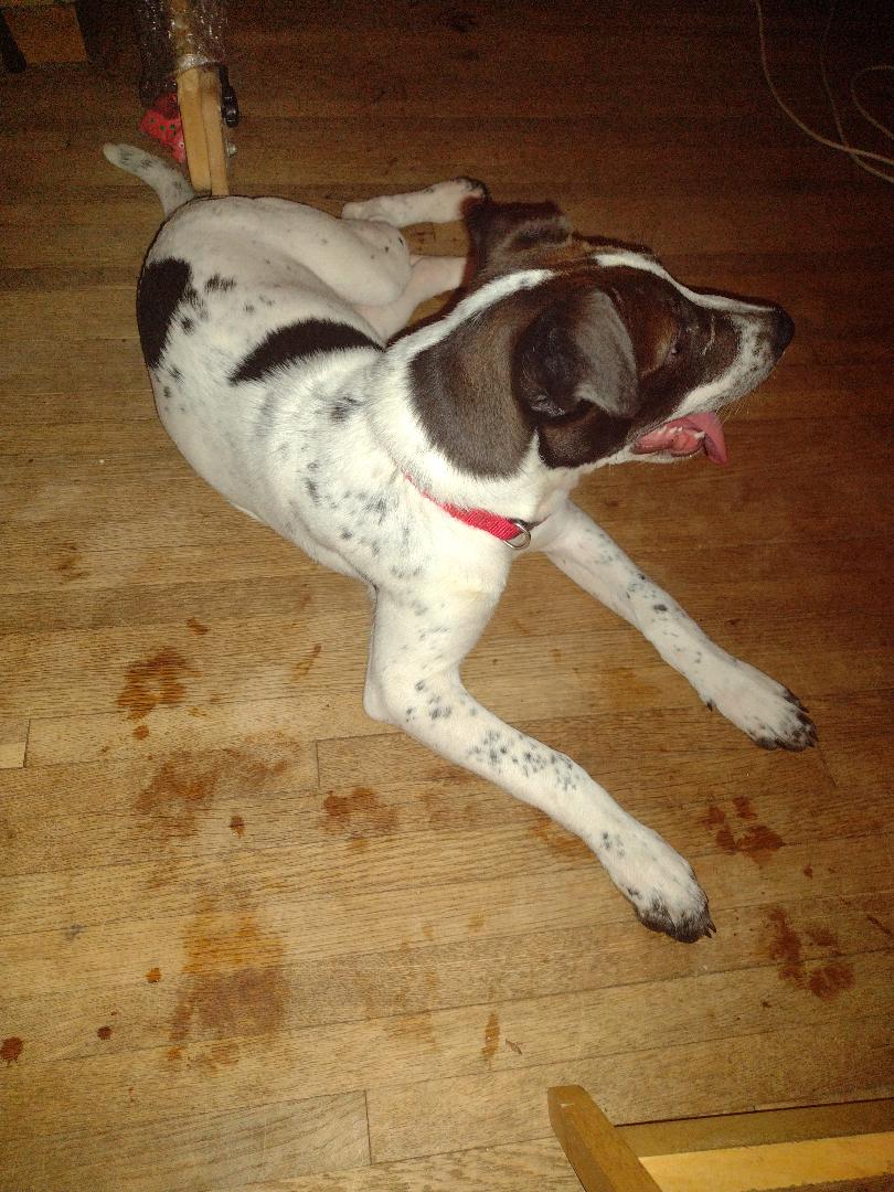 Birdie (TN), a Adoptable mixed breed in Chattanooga, TN image 4/4