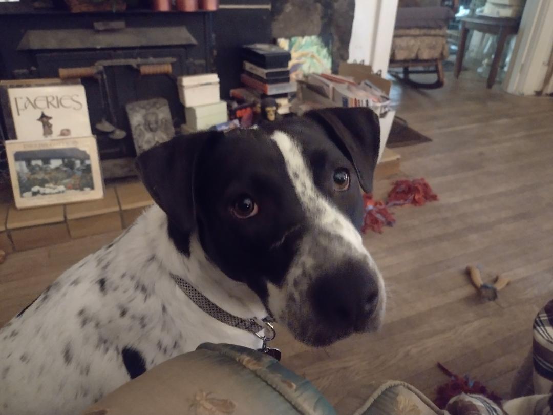 Birdie (TN), a Adoptable mixed breed in Chattanooga, TN image 1/4