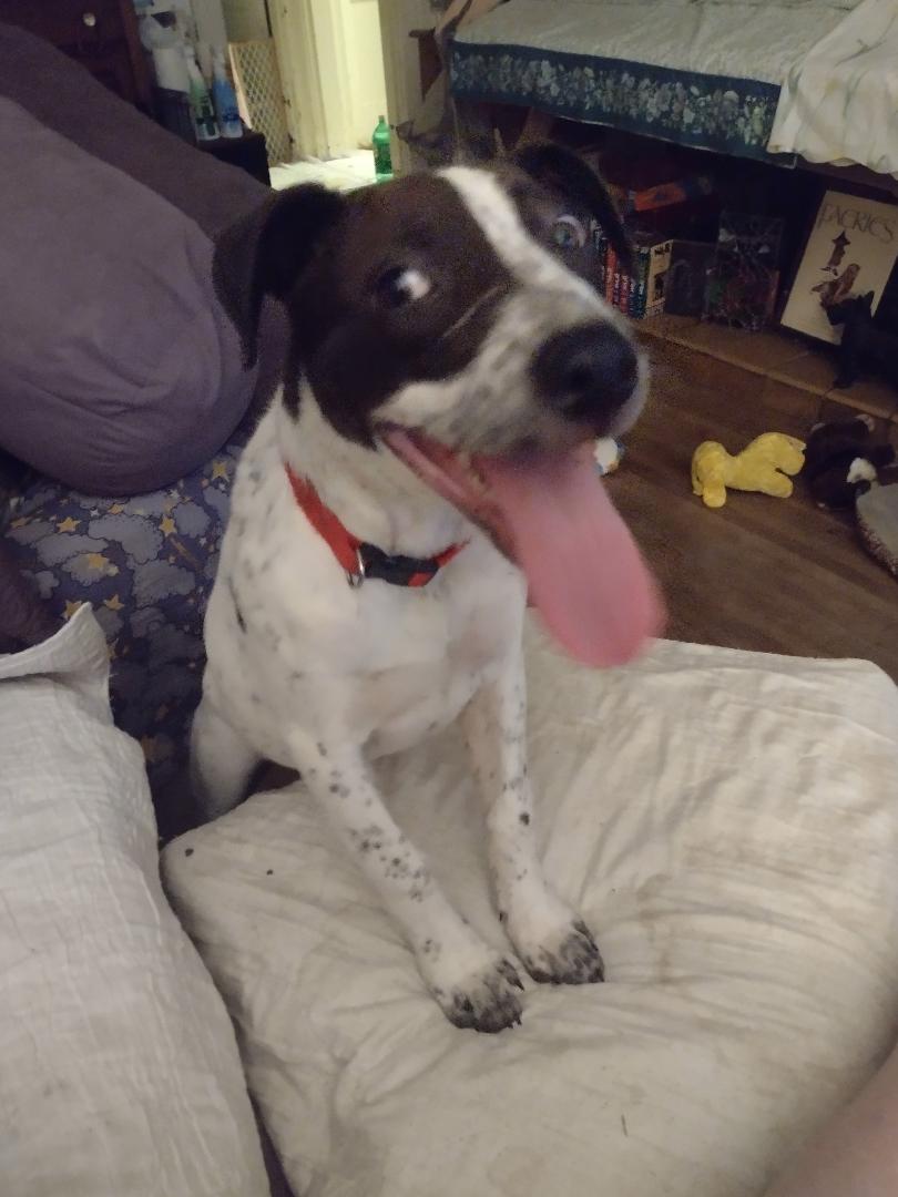 Birdie (TN), a Adoptable mixed breed in Chattanooga, TN image 3/4