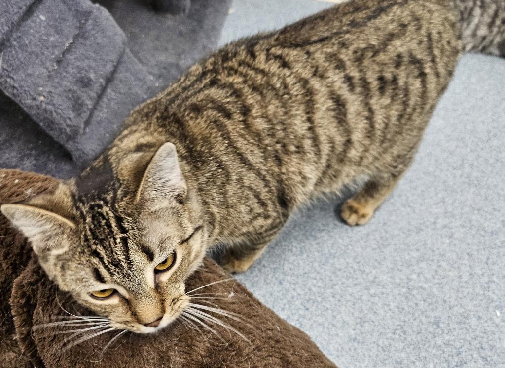 Dakota, Adopted, Young Female Domestic Short Hair.