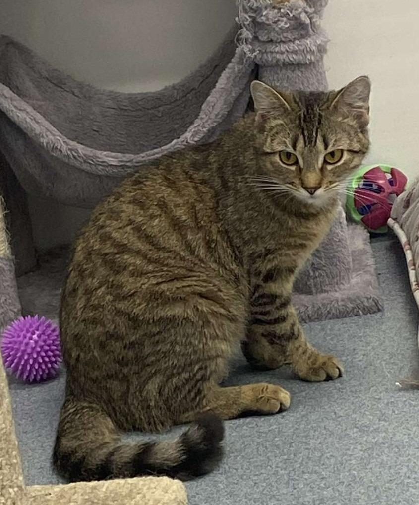 Enlarge Dakota, a Adopted mixed breed in Portland, IN image 5/6