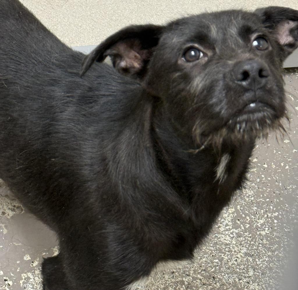 Enlarge Rucker, a Adoptable mixed breed in Little Rock, AR image 1/1