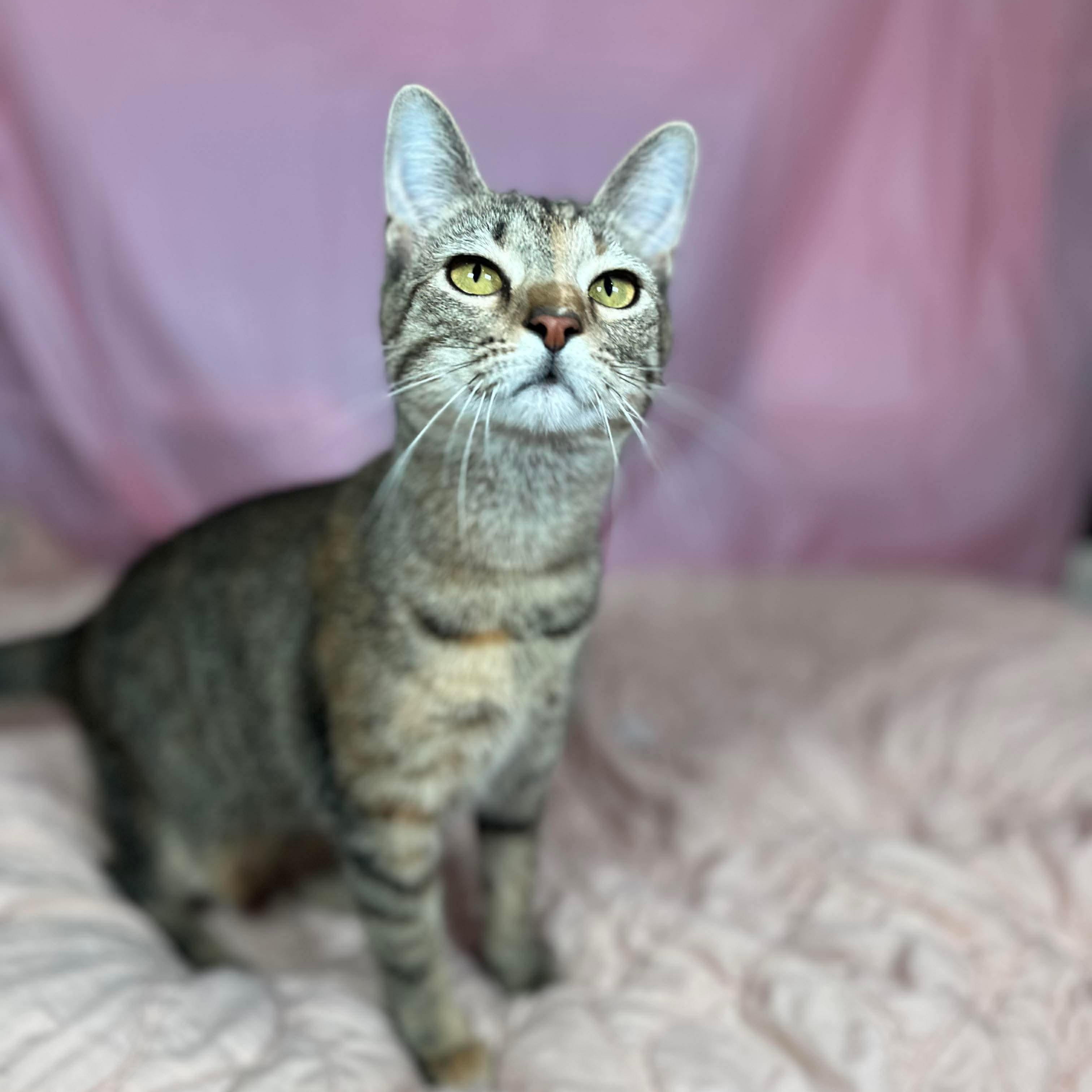 Mocha (bonded with Olipop), a Adoptable Domestic Short Hair in Fort Oglethorpe, GA image 1/6