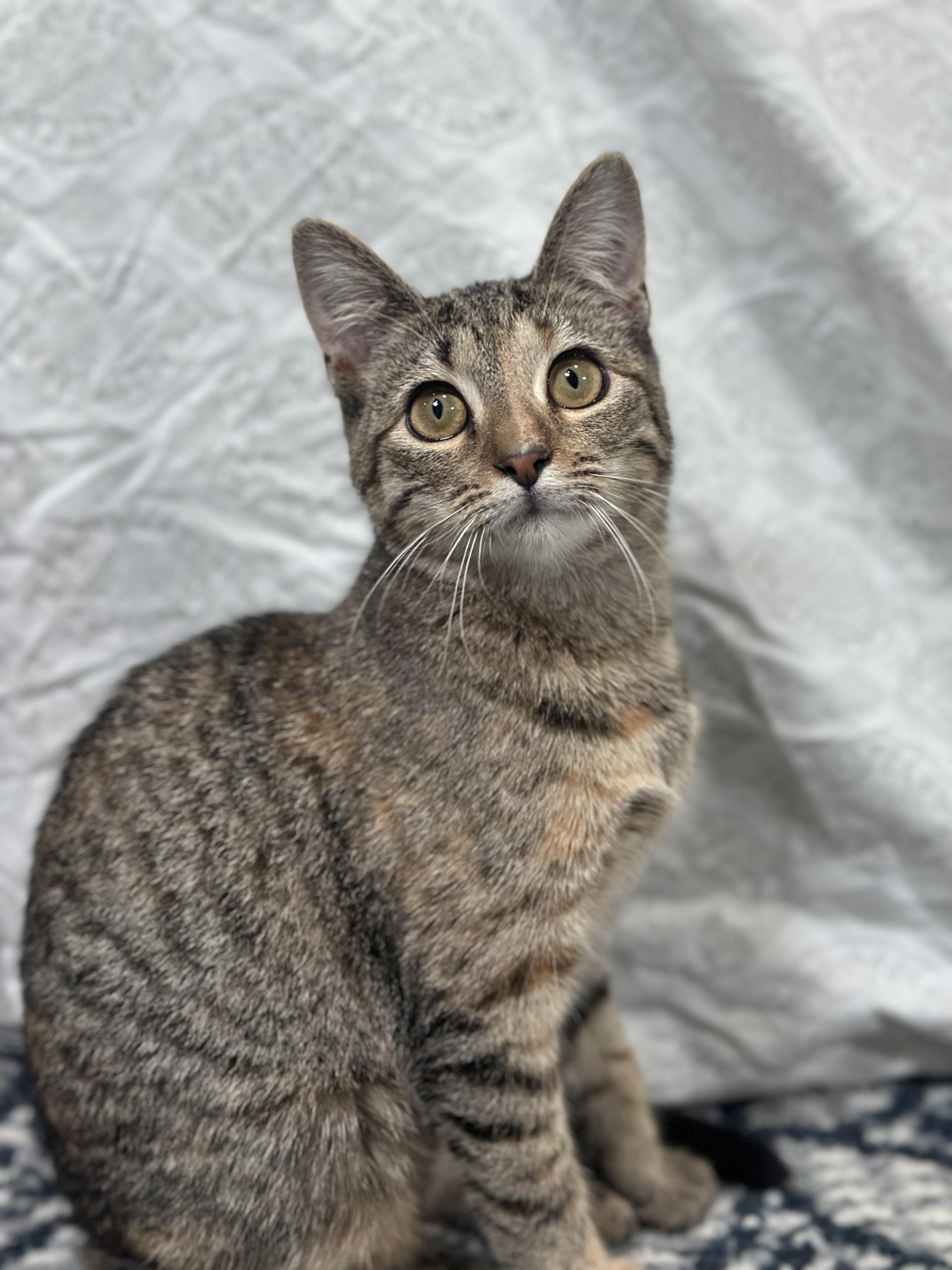 Mocha (bonded with Olipop), a Adoptable Domestic Short Hair in Fort Oglethorpe, GA image 5/6