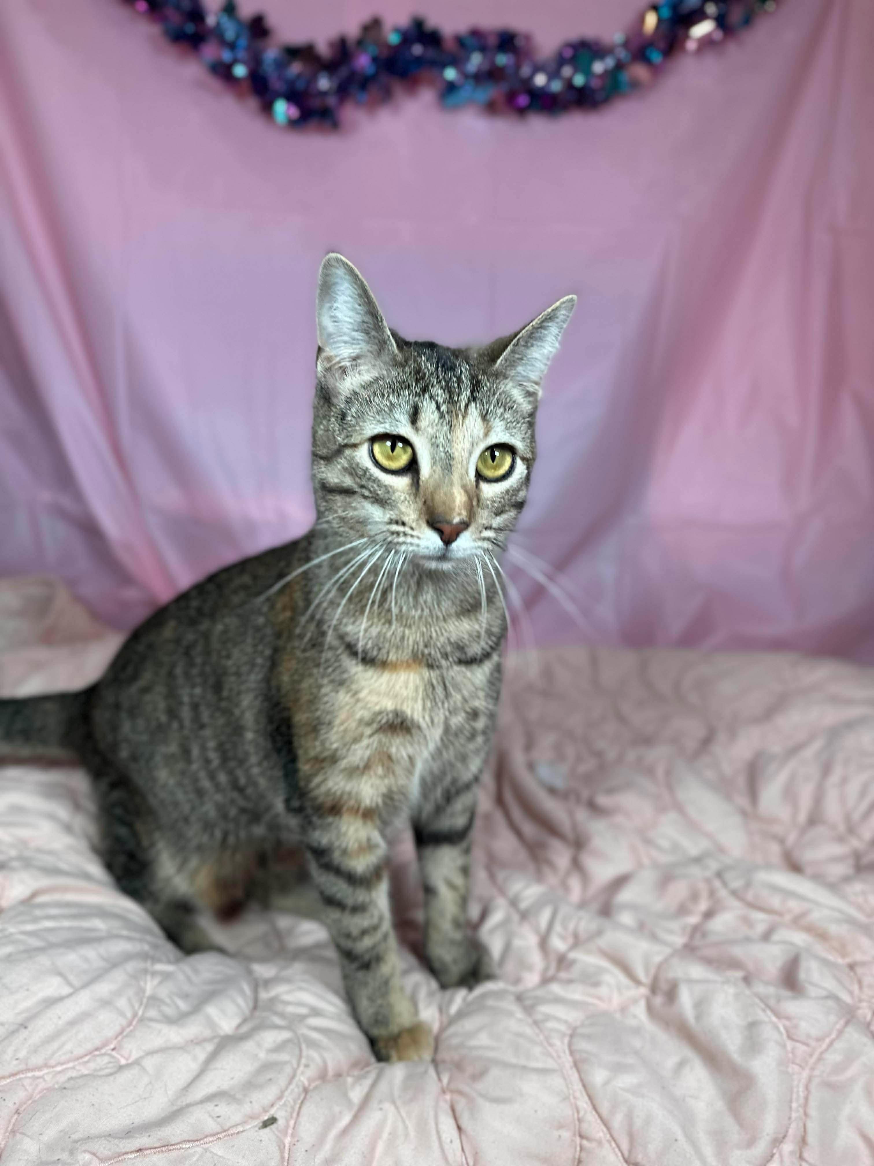 Mocha (bonded with Olipop), a Adoptable Domestic Short Hair in Fort Oglethorpe, GA image 6/6