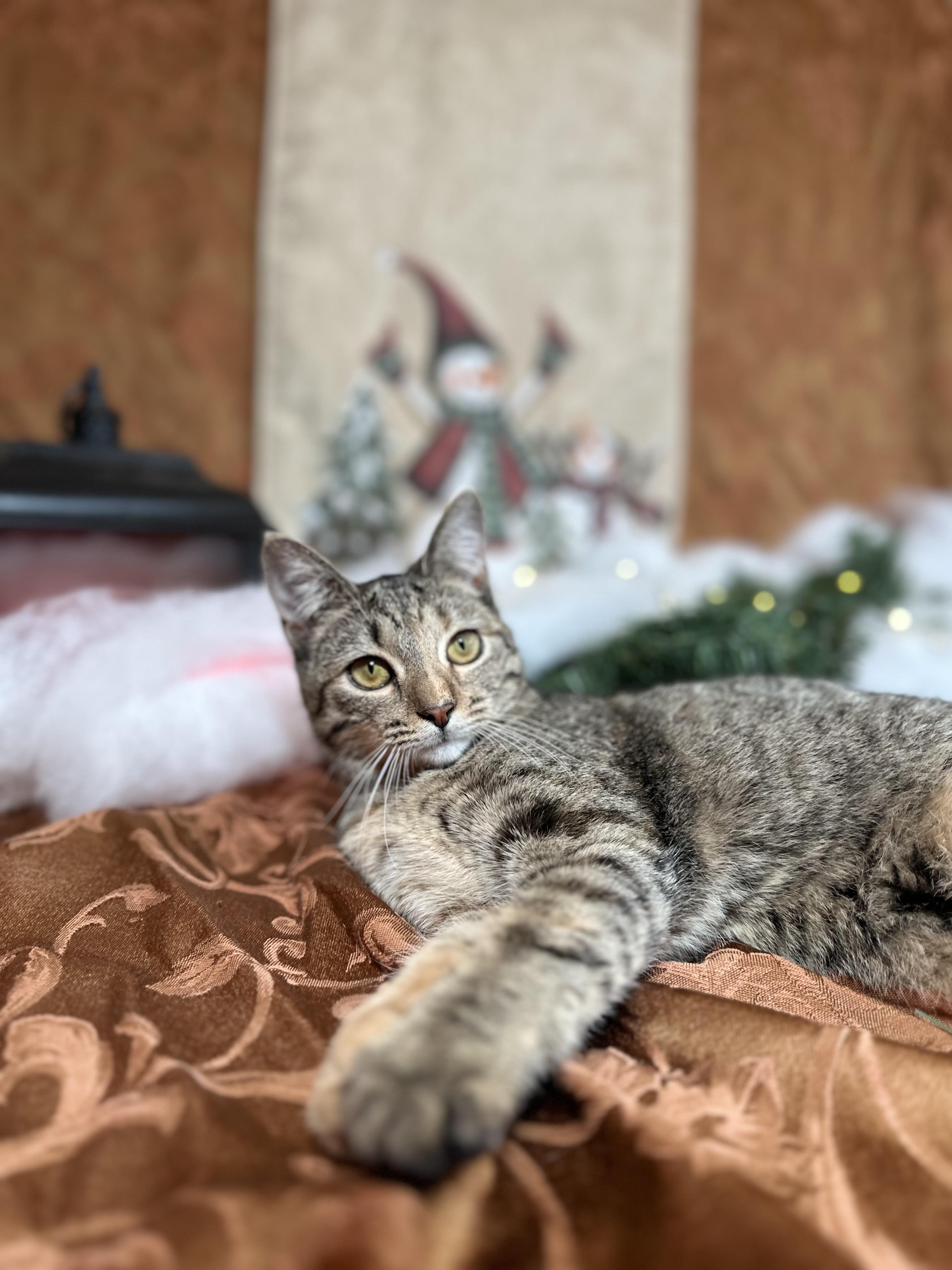 Mocha (bonded with Olipop), a Adoptable Domestic Short Hair in Fort Oglethorpe, GA image 4/6