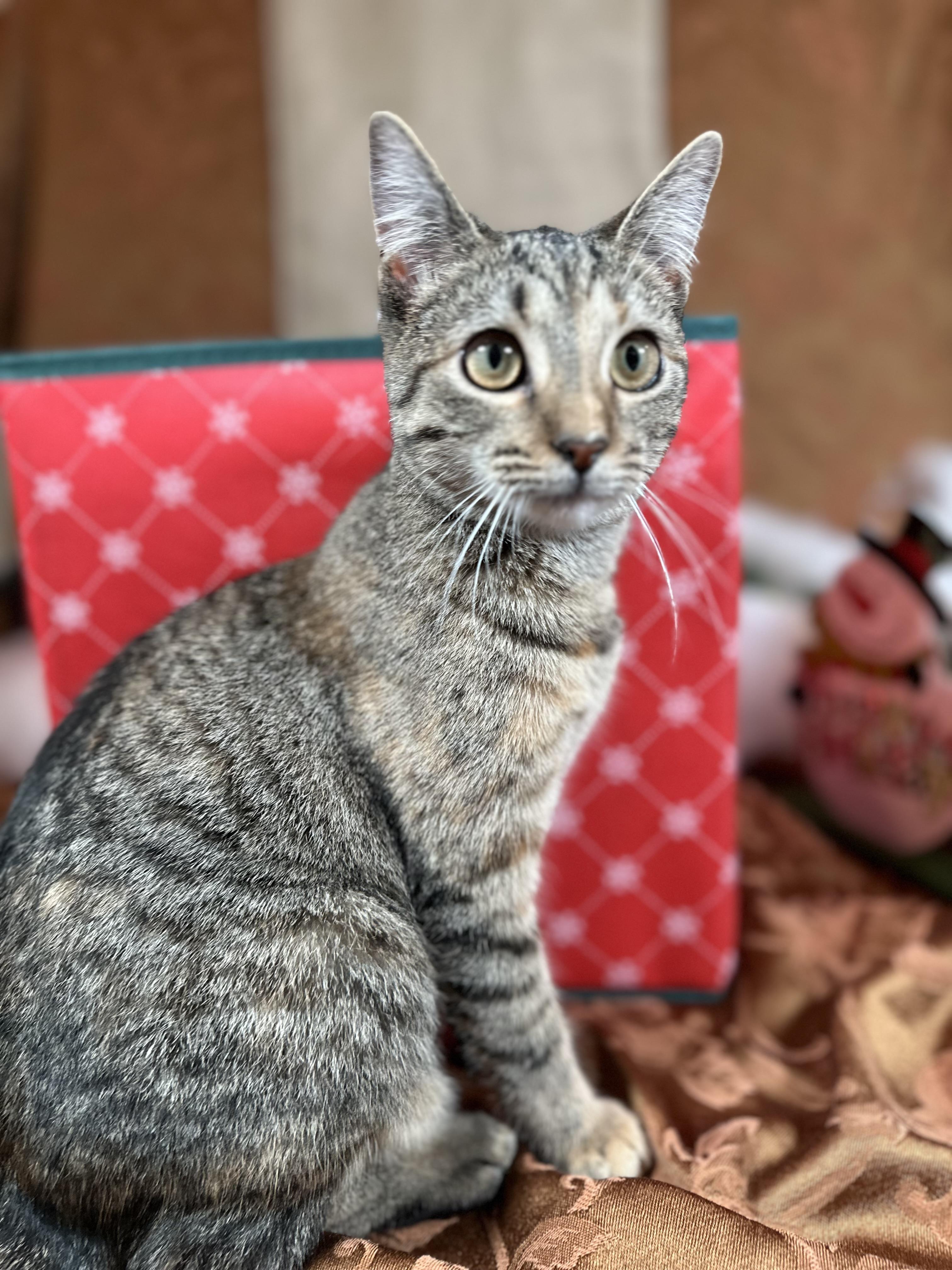 Mocha (bonded with Olipop), a Adoptable Domestic Short Hair in Fort Oglethorpe, GA image 3/6