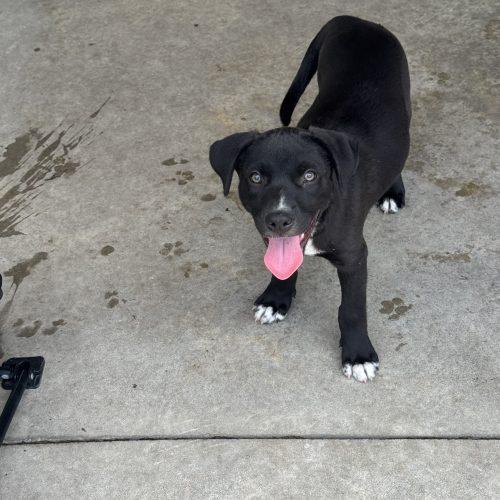 Benny, Adoptable, Puppy Male Mixed Breed.