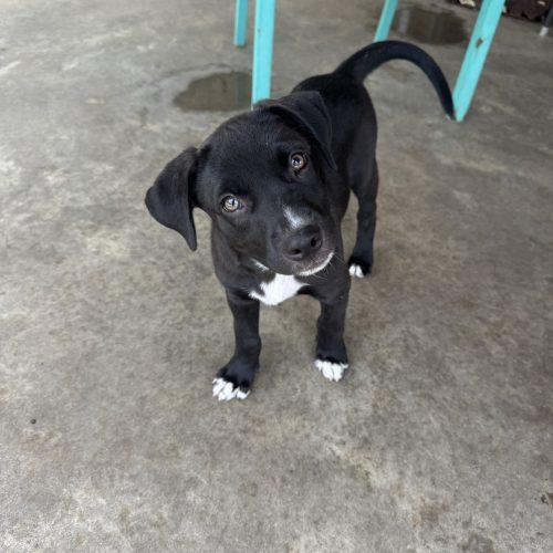 Enlarge Benny, a Adoptable mixed breed in Hamden, CT image 2/3