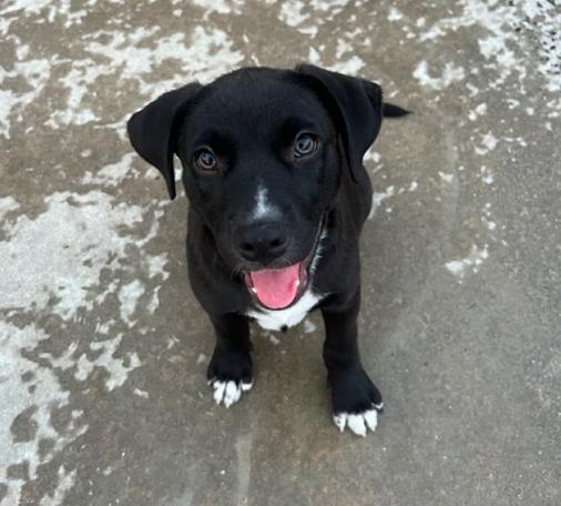 Enlarge Benny, a Adoptable mixed breed in Hamden, CT image 3/3