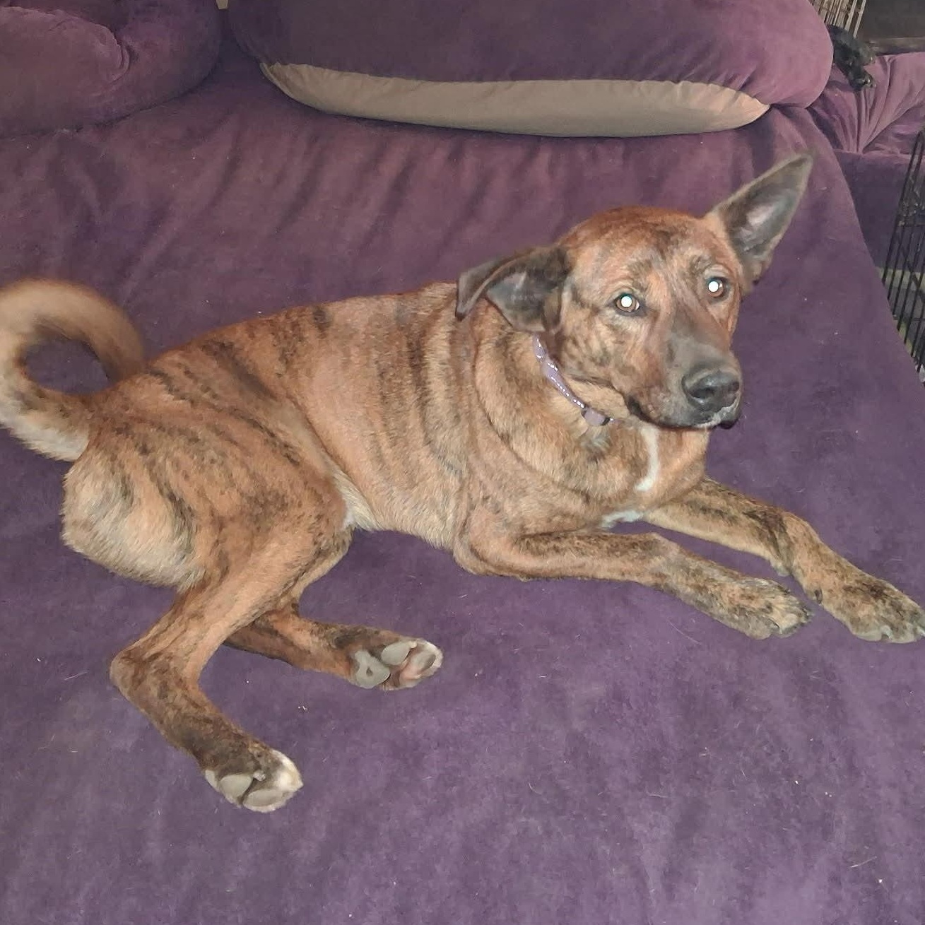 Enlarge Gabrielle, a ADOPTABLE mixed breed in North Jackson, OH image 5/5