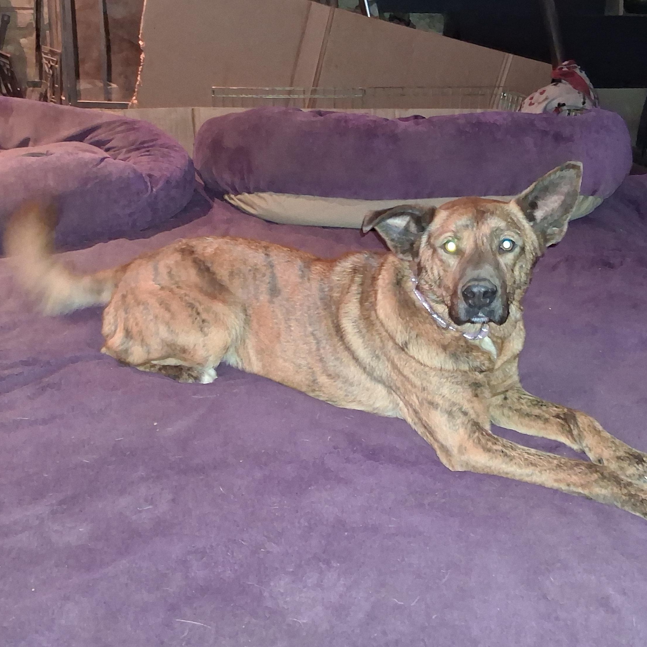 Enlarge Gabrielle, a ADOPTABLE mixed breed in North Jackson, OH image 2/5