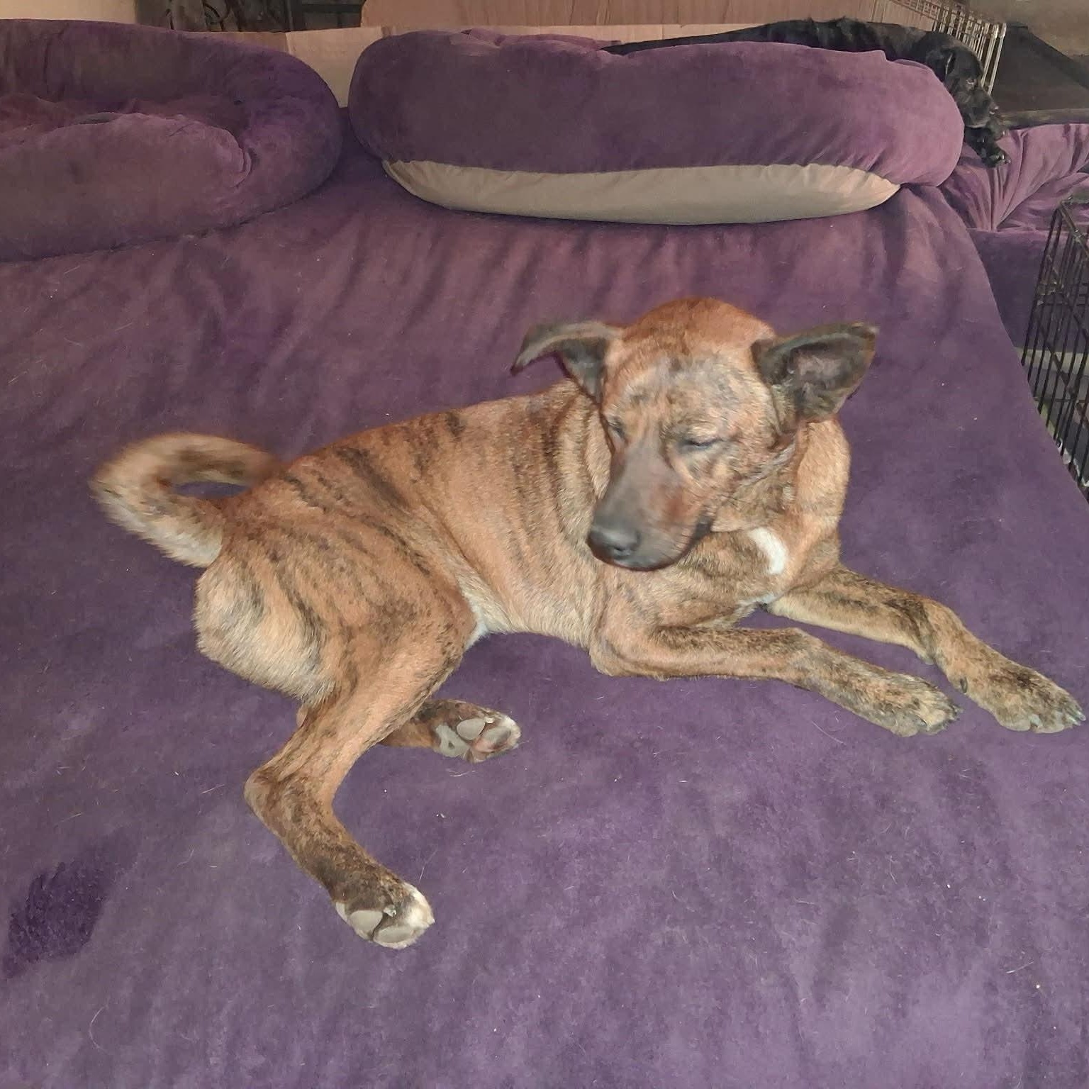 Enlarge Gabrielle, a ADOPTABLE mixed breed in North Jackson, OH image 3/5