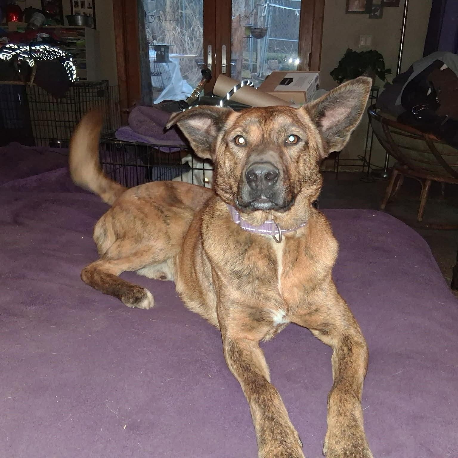 Enlarge Gabrielle, a ADOPTABLE mixed breed in North Jackson, OH image 4/5