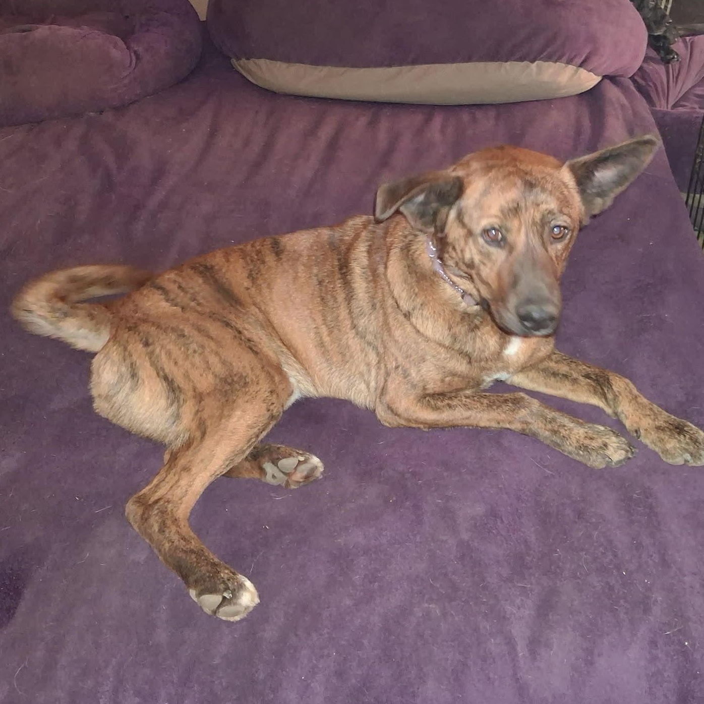 Enlarge Gabrielle, a ADOPTABLE mixed breed in North Jackson, OH image 1/5