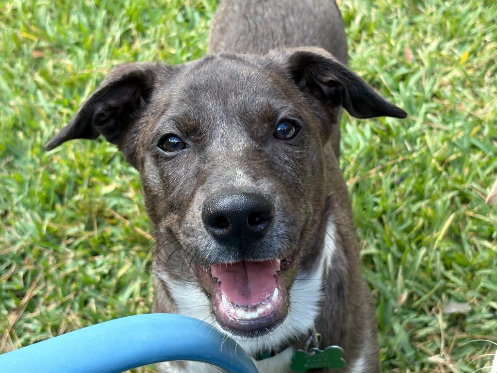 Enlarge Shadow, a Adoptable mixed breed in CONROE, TX image 2/6