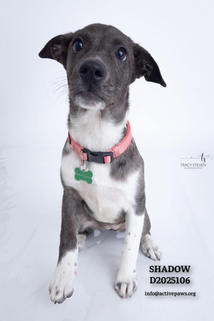 Enlarge Shadow, a Adoptable mixed breed in CONROE, TX image 3/6