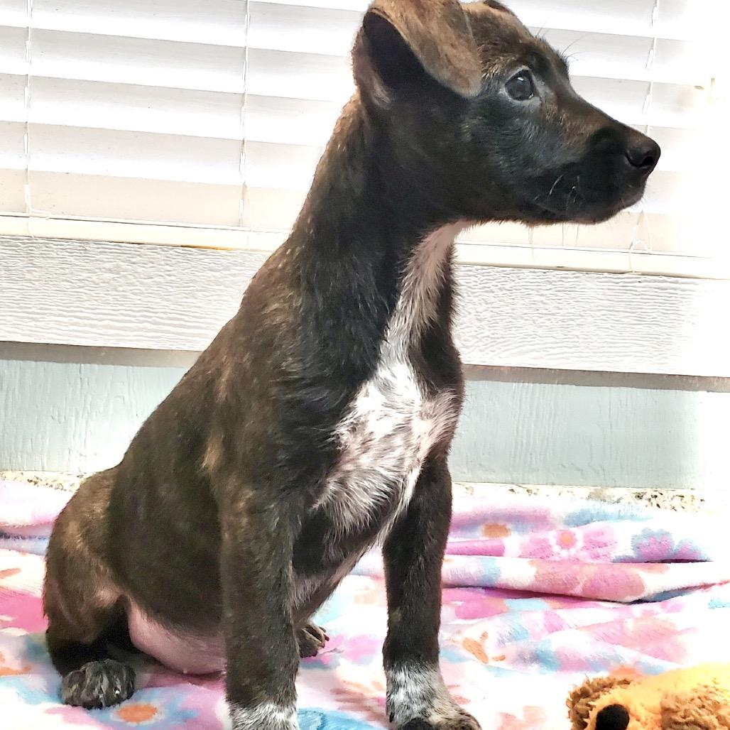 Minnie, Adoptable, Young Female Australian Cattle Dog / Blue Heeler & Retriever.