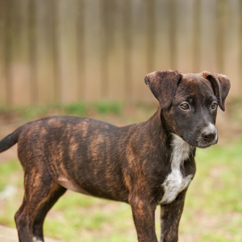 Enlarge Minnie, a Adoptable mixed breed in Livingston, TX image 2/6