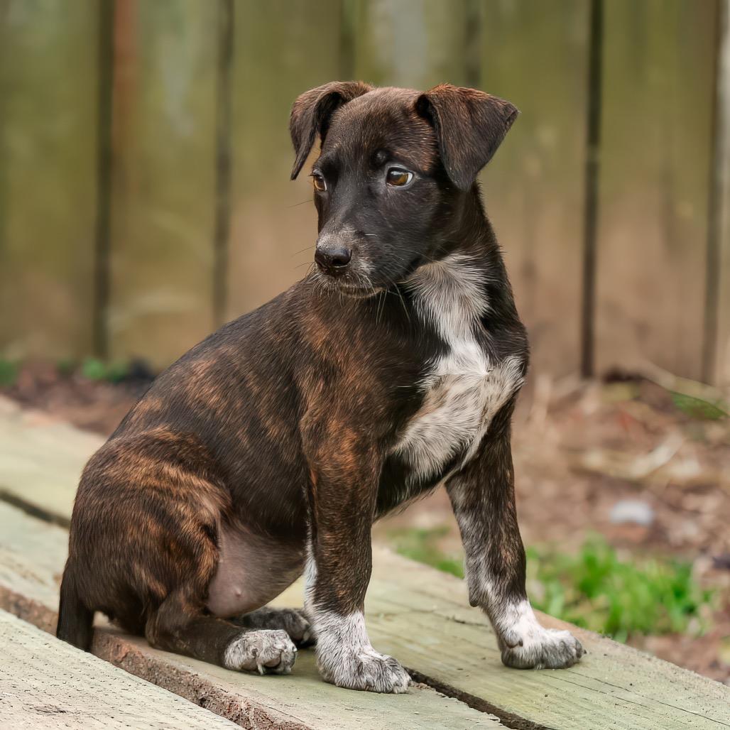 Enlarge Minnie, a Adoptable mixed breed in Livingston, TX image 3/6